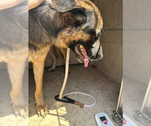 German Shepherd Dog Dogs for adoption in Oklahoma City, OK, USA