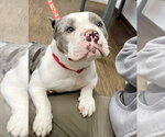 Small #2 Bulldog Mix
