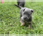 Puppy 8 American Bully-American Pit Bull Terrier Mix