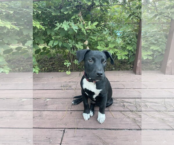 Medium Photo #4 Mutt Puppy For Sale in  Gainesville, FL, USA