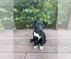 Boulware - Male Mutt Dog for Adoption - Photo #4
