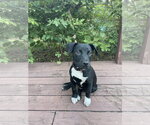 Small Photo #4 Mutt Puppy For Sale in  Gainesville, FL, USA