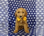 Small Photo #1 Goldendoodle Puppy For Sale in KIRKWOOD, PA, USA