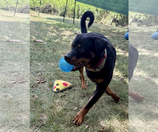 Medium Photo #3 Rottweiler Puppy For Sale in Mooresville, NC, USA