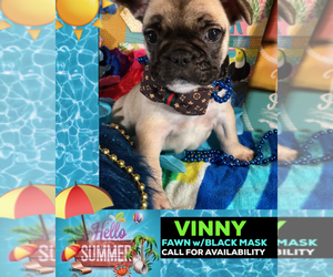 French Bulldog Puppy for sale in HEATHROW, FL, USA