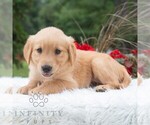 Small #3 Golden Retriever