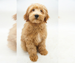Puppy Miss Pink Goldendoodle-Poodle (Miniature) Mix