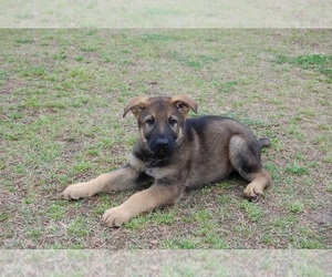 German Shepherd Dog Dog for Adoption in BEULAVILLE, North Carolina USA