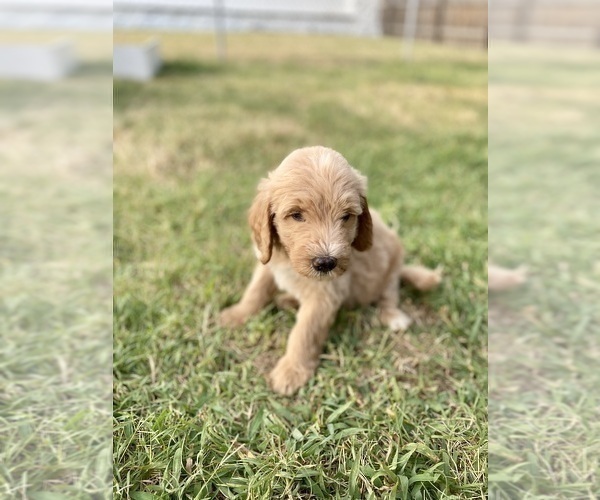 Medium Photo #3 Goldendoodle Puppy For Sale in BRKN ARW, OK, USA