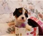 Small Photo #9 Cavalier King Charles Spaniel Puppy For Sale in MARCELLUS, MI, USA