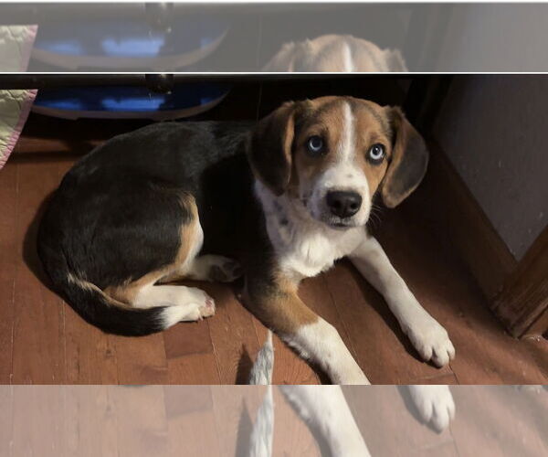 Medium Photo #4 Beagle Puppy For Sale in Harrison, AR, USA