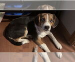 Small #3 Beagle
