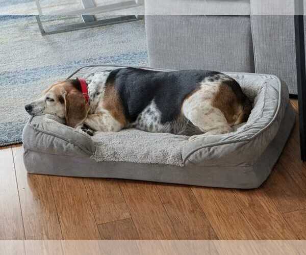 Medium Photo #7 Beagle Puppy For Sale in Dunnellon, FL, USA