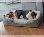 Small Photo #7 Beagle Puppy For Sale in Dunnellon, FL, USA