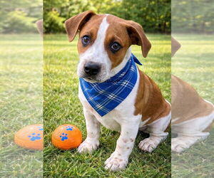 Beagle-Unknown Mix Dogs for adoption in Euless, TX, USA