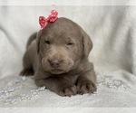 Small Photo #4 Labrador Retriever Puppy For Sale in CEDAR LANE, PA, USA