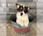 Small Photo #1 Pembroke Welsh Corgi Puppy For Sale in MIDDLEBURY, IN, USA