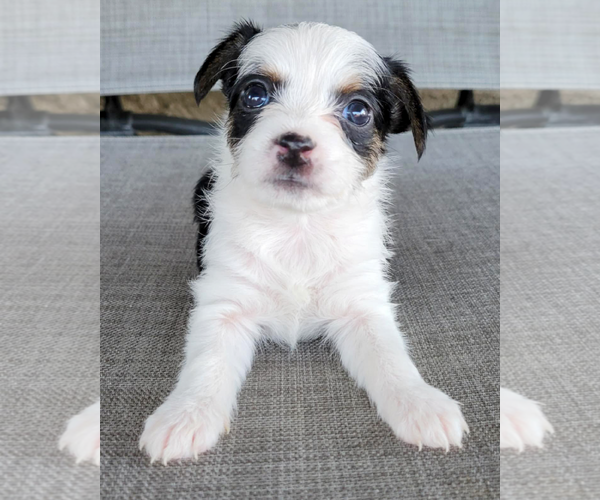 Medium Photo #1 Rat-Cha Puppy For Sale in Corona, CA, USA