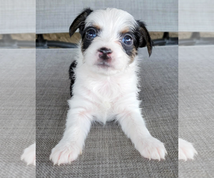 Rat-Cha Dogs for adoption in Corona, CA, USA