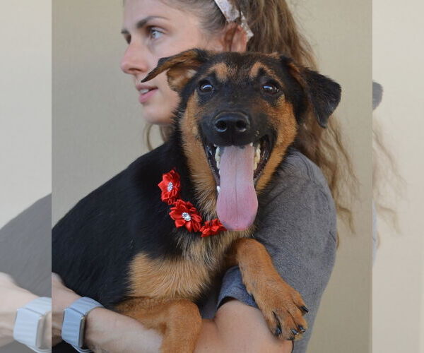 Medium Photo #5 Mutt Puppy For Sale in McKinney, TX, USA