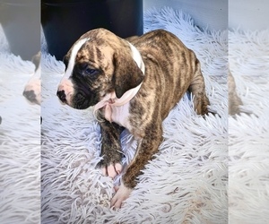 Great Dane Puppy for sale in FARMLAND, IN, USA