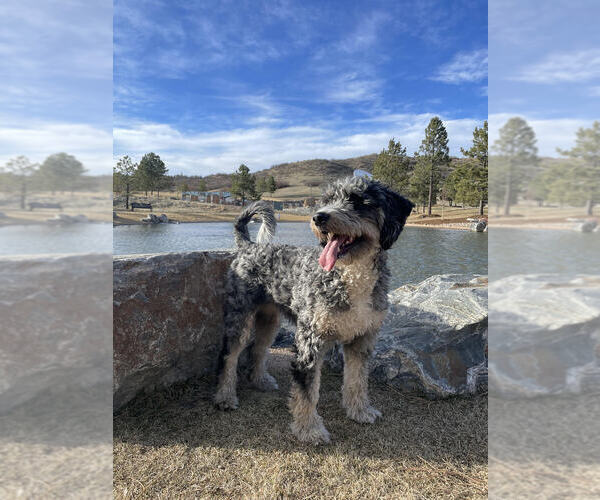 Medium Photo #1 Bernedoodle Puppy For Sale in CASTLE ROCK, CO, USA