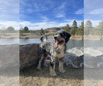Small Photo #1 Bernedoodle Puppy For Sale in CASTLE ROCK, CO, USA
