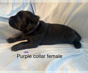 Labrador Retriever Puppy for sale in NOTTINGHAM, PA, USA