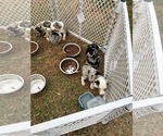 Puppy 0 Catahoula Leopard Dog