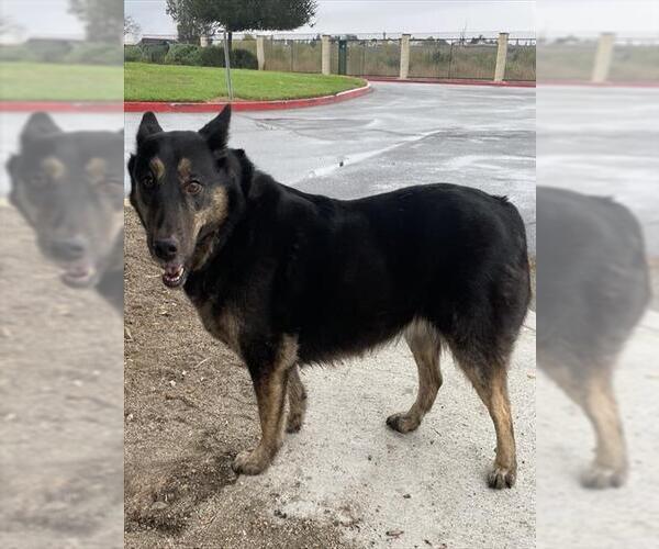 Medium Photo #2 German Shepherd Dog Puppy For Sale in Riverside, CA, USA