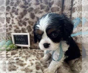 Cavalier King Charles Spaniel Puppy for sale in ABILENE, TX, USA
