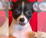 Small #13 Chihuahua