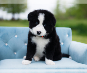 Border Collie Puppy for Sale in CONWAY, Missouri USA