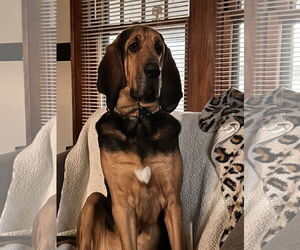 Bloodhound Dogs for adoption in Coralville, IA, USA