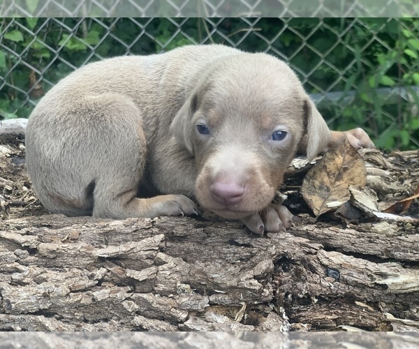 Medium Photo #1 Doberman Pinscher Puppy For Sale in HINTON, WV, USA