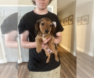 Medium Dachshund