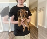 Small Dachshund