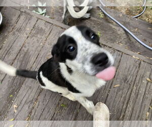 Mutt Dogs for adoption in Garden City, NY, USA