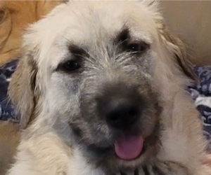 Mother of the Alaskan Malamute-Mastiff Mix puppies born on 11/11/2025