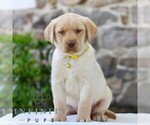 Image preview for Ad Listing. Nickname: Tucker