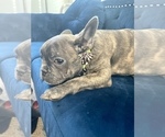 Small Photo #4 French Bulldog Puppy For Sale in SAINT LOUIS, MO, USA