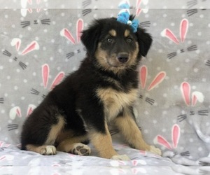 Australian Shepherd-English Shepherd Mix Puppy for sale in LAKELAND, FL, USA