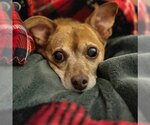 Small Photo #2 Chihuahua-Unknown Mix Puppy For Sale in Arlington, VA, USA