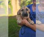 Small #4 Basset Hound Mix