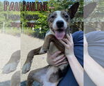 Small #2 Catahoula Leopard Dog Mix