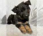 Puppy Miss Purple German Shepherd Dog