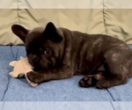 Small #3 French Bulldog