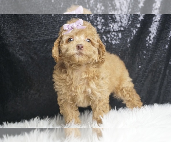Medium Photo #8 Poodle (Toy) Puppy For Sale in WARSAW, IN, USA