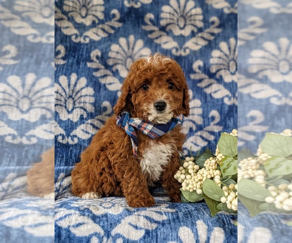 Medium Photo #7 Cavapoo Puppy For Sale in NEW PROVIDENCE, PA, USA