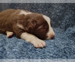 Small #11 Border Collie